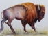 WCW01164 "Golden Boy Bison"
