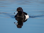 Tufted Duck
