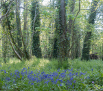 27th April Early Morning Woodland