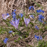 Spring crocus (Crocus neapolitanus  syn) Crocus vernus) with Alpine squill (Scilla bifolia)