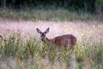 Roe Deer _ AN 0044