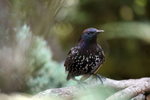 Starling, Sturnus vulgaris_ST_0012