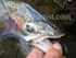 Trout Head.