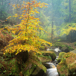 Wyming  Brook