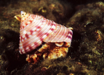 Calliostoma zizyphinum