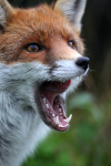 Red Fox Warning_ AGTO95
