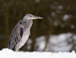 Grey Heron