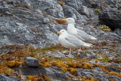 Glaucous Gulls