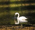 SWAN LOCH ETIVESCOTLAND 2-2