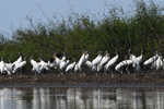 Wood Stork