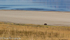 Buff on the Beach, Antelope Island