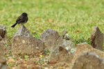Black Phoebe perched on rock in garden, El Silencio Lodge, Costa Rica