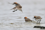 Two-banded Plover takes off, Sea Lion Island, Falklands