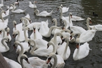 Swans