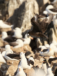 Brown Skua takes off with egg from colony, Steeple Jason
