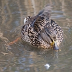 ChewLake_duck-1-0161