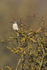 Great Grey Shrike at South Leigh, Oxfordshire