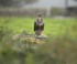 BUZZARD  MULL OF KINTYRE  SCOTLAND-