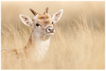 Young Buck 