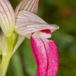 Tongue Orchid (Serapias lingua)