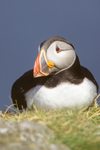 Puffin