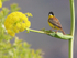 Black Headed Bunting