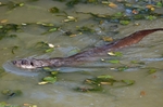 Otter