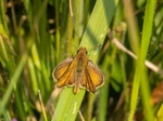 Lulworth Skipper
