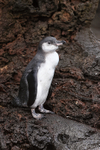 Galapagos Penguin portfolio