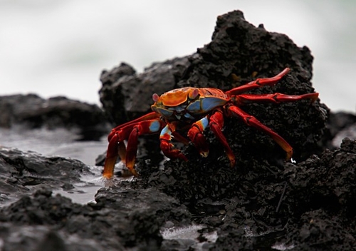 [align=center][size=11][b]Sally Lightfoot Crab, San Cristobal Island (Cerro Brujo), Galápagos Islands[/b][/size][/align]