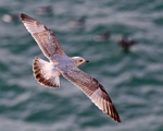 Common Gull (first winter) in flight above Guillemots at Durlston