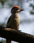 Cardinal Woodpecker portfolio