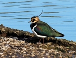 Lapwing