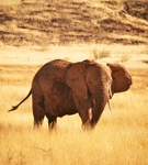 Desert Elephant in Damaraland