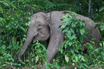 Pygmy Elephant ,Sabah, Borneo