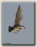 Whiskered Tern