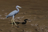 Little Blue Heron in mud, Estero Virginia, Costa Rica
