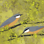 Nuthatches
