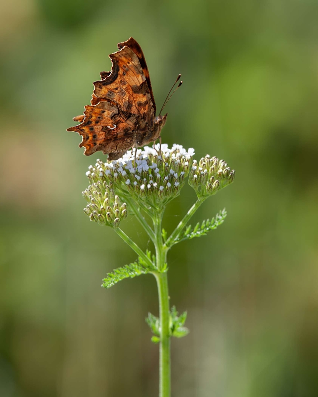 Comma - Dee Estuary