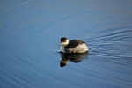 Black-necked Grebe