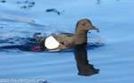 Guillemot.à miroir