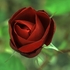 Red-Rose-1