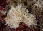Polymastia penicillus