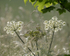 15th June Hogweed  Grasses