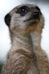 Merkat  _AGT063