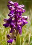 Green-winged Orchid (02)