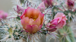 Cactus Flower 2