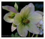 Helleborus niger 3
