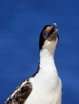 Imperial Shag front sea background, Carcass Island, Falklands