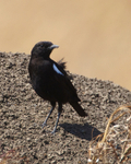 Sooty Chat portfolio